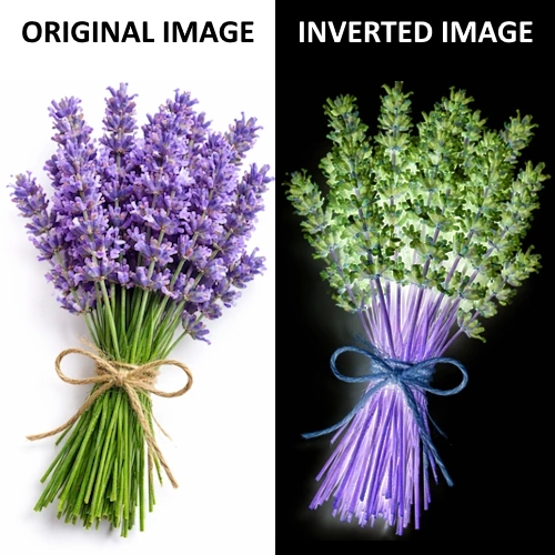 Link to Image Inverter Free Tool.