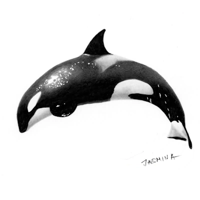 Tutorial menggambar orca (paus pembunuh)
